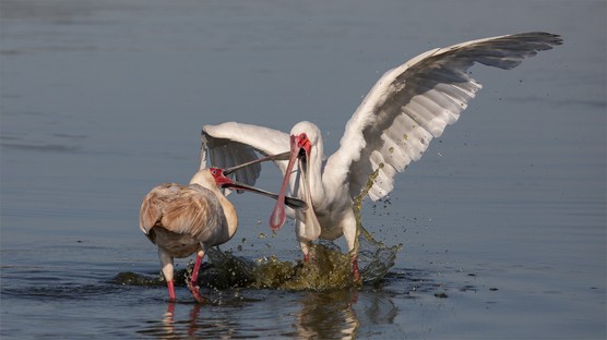 DN001-Aggressive Spoonbills 260621.jpg