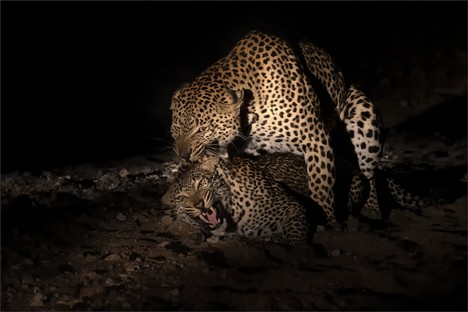 DN001-Making Leopards.jpg