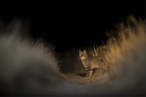 DN001-Wildcat kitten.jpg