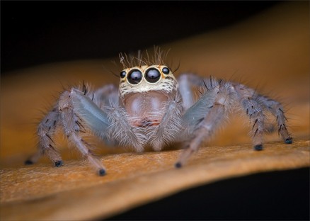 DN002-Jumping spider 4333.jpg