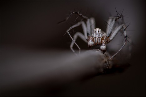 DN002-Stalking spider.jpg