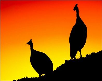 DO001-Sunset Tarantulas.jpg